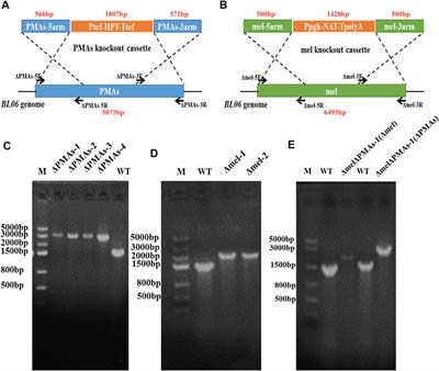 High-level production of pullulan and its biosynthesis regulation in Aureobasidium pullulans BL06
